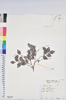 藏品(黑面神)的圖片