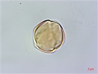 藏品(細枝柃木)的圖片