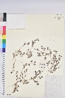 藏品(地錦)的圖片