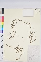 藏品(地錦)的圖片