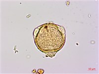 藏品(扁擔木)的圖片