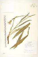 藏品(桃葉鴉蔥)的圖片