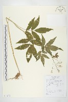 藏品(白花碎米薺)的圖片