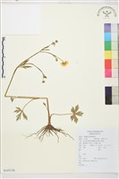 藏品(毛茛)的圖片