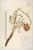 藏品(漏蘆)的圖片