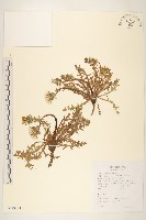 藏品(蒲公英)的圖片
