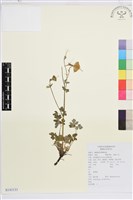 藏品()的圖片