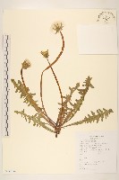 藏品(蒲公英)的圖片