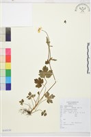 藏品(毛茛)的圖片