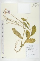 藏品(諸葛菜)的圖片