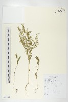 藏品(腺獨行菜)的圖片