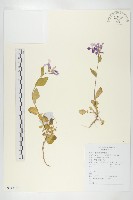 藏品(諸葛菜)的圖片