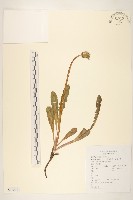 藏品(蒲公英)的圖片