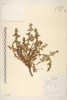 藏品(蒲公英)的圖片