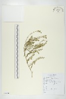 藏品(獨行菜)的圖片