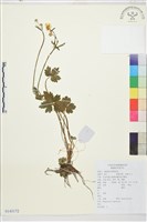 藏品(毛茛)的圖片