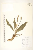 藏品(桃葉鴉蔥)的圖片