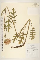 藏品(漏蘆)的圖片