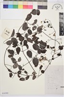 藏品(太行鐵線蓮)的圖片