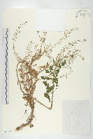 藏品(鳳花菜)的圖片