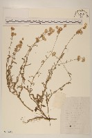 藏品(鼠麴草)的圖片