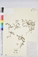 藏品(地錦)的圖片