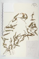 藏品(田旋花)的圖片