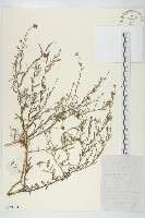 藏品(阿爾泰狗哇花)的圖片