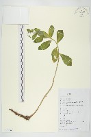 藏品(長藥八寶)的圖片