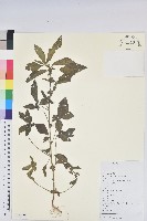 藏品(鐵莧菜)的圖片