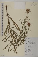 藏品(華薊)的圖片