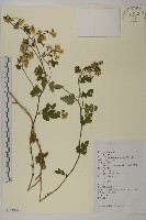 藏品(姜菱菊)的圖片