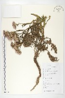 藏品(鳳毛菊)的圖片