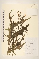 藏品(鵝仔草)的圖片