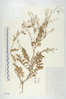 藏品(鳳花菜)的圖片