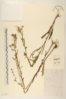 藏品(旋覆花)的圖片