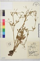 藏品(石龍芮)的圖片