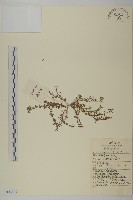 藏品(石胡荽、吐金草)的圖片