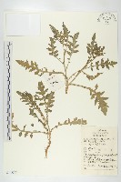 藏品(鳳花菜)的圖片