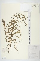 藏品(田旋花)的圖片