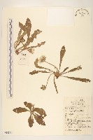 藏品(蒲公英)的圖片