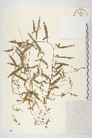 藏品(田旋花)的圖片