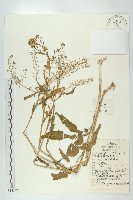 藏品(風花菜、球果山芥菜)的圖片