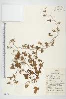 藏品(打碗花)的圖片