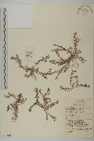 藏品(石胡荽、吐金草)的圖片