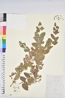 藏品(雀兒舌頭)的圖片