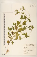 藏品(貓腥草)的圖片