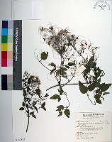 藏品(大肚山威靈仙)的圖片