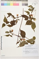 藏品(小木通)的圖片