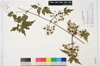 藏品(女萎)的圖片